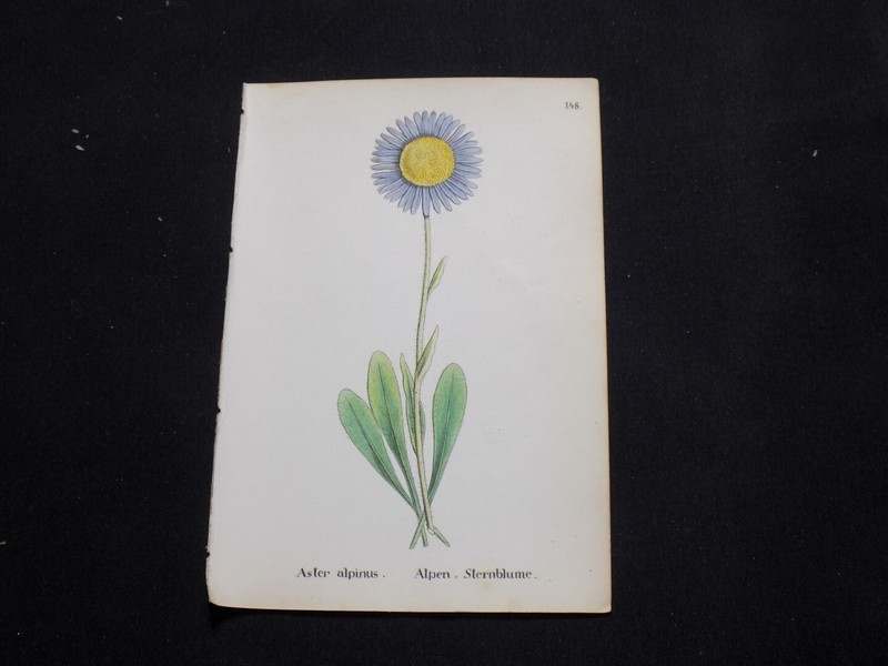 1867 Antique ALPINE FLOWER Print / BLUE ALPINE DAISY, or, ASTER ALPINUS