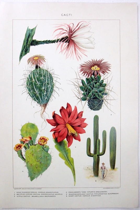 Cacti – Original 1902 Dated Chromo-Lithograph by Julius Bien. Cactus Botanical