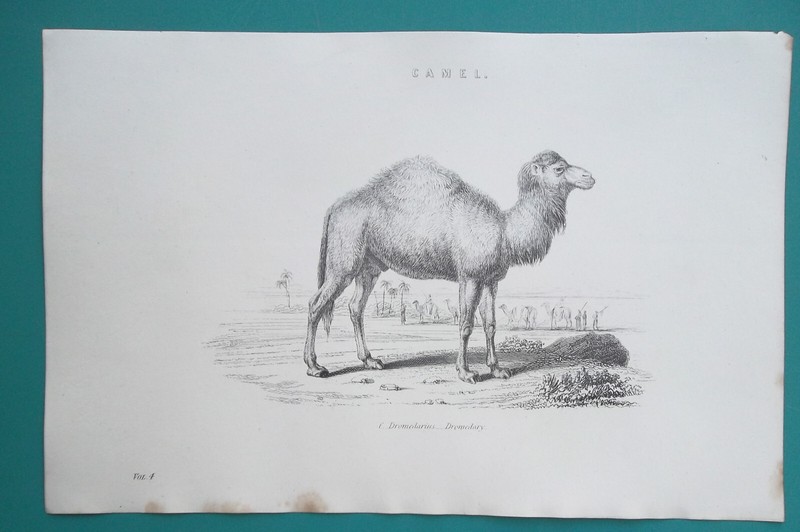 CAMEL Dromedary Animal Kingdom – 1883 Antique Print