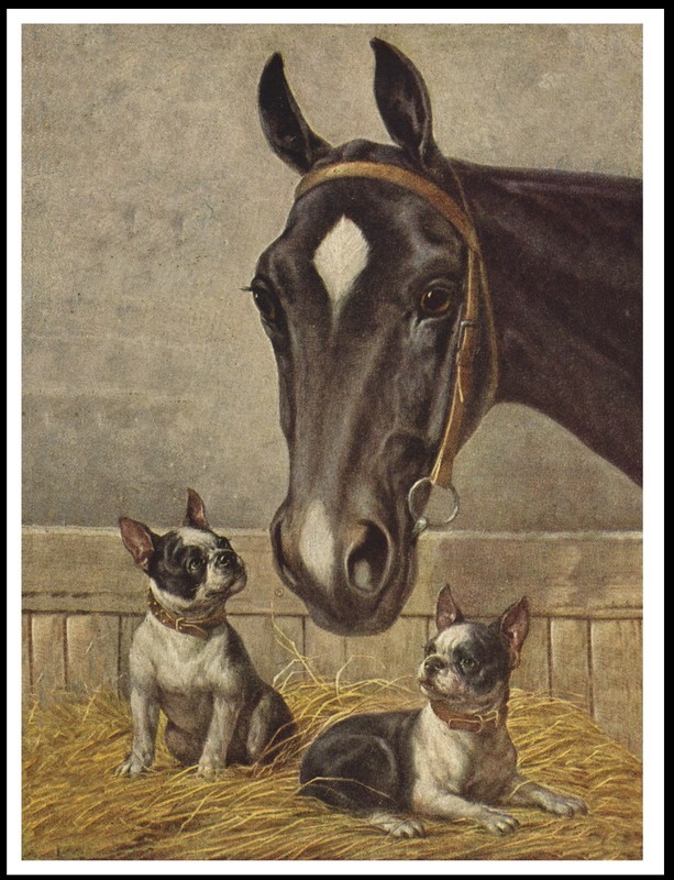 BOSTON TERRIER DOGS HORSE STABLE DOG ART PRINT POSTER