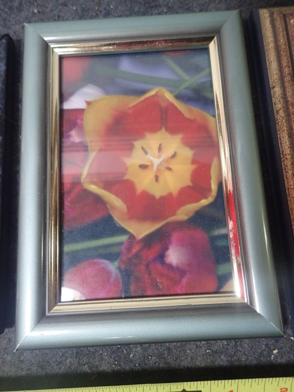 Variety Lot (3) Tulips Flower Photo Prints Wood Frames Contemporary Wall Decor gallery