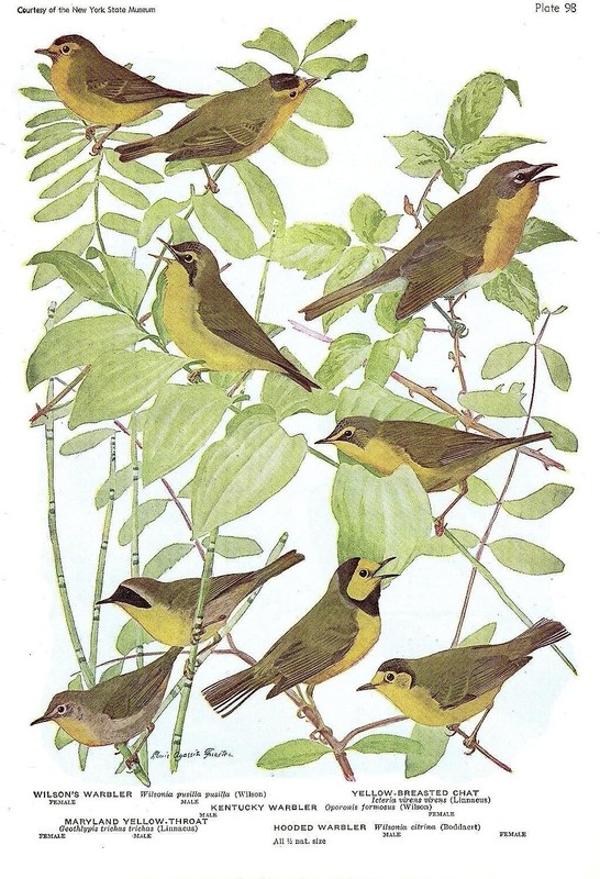1936 Vintage FUERTES BIRDS #98 «MARYLAND, KENTUCKY WARBLER» Plate Lithograph