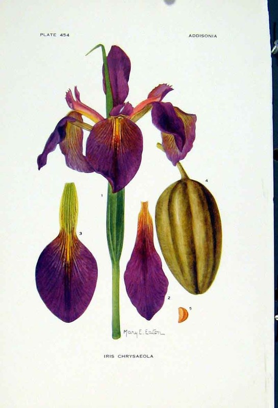 Original Old Vintage Print Iris Chrysaeola Fine Art C1929 Color Flower 20th
