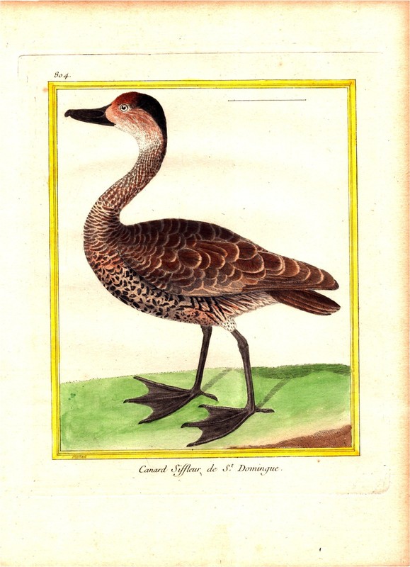 Original 1778 Hand Colored MARTINET Engraving West Indian Whistling Duck Print