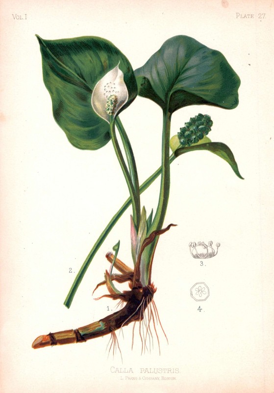 Marsh Marigold – Caltha Palustris – Botanical – Thomas Meehan – 1878
