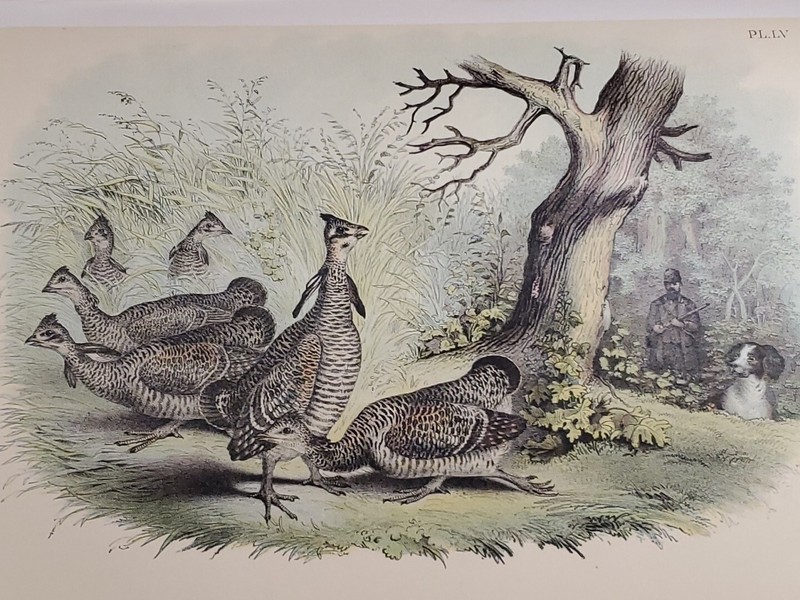 Pipet/Lark Lithograph by Theodore Jasper / 1881, Studer's Birds of North America
