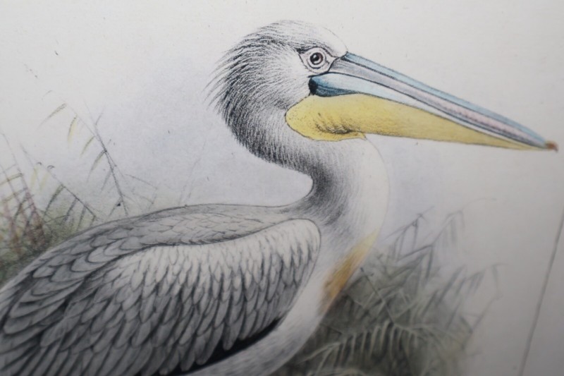 J. G. Keulemans Lithograph Dalmatian Pelican Hand Colored 17x22 Framed gallery