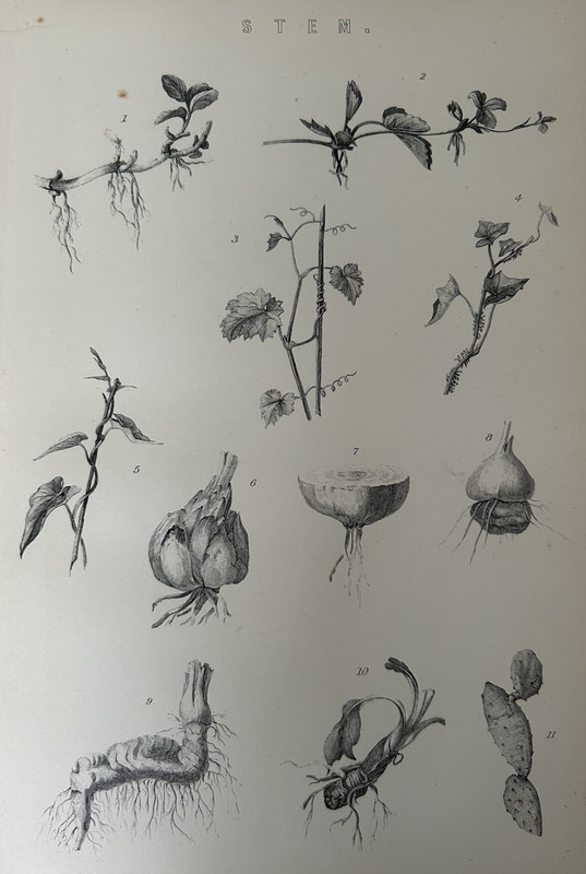 Antique Print c1870 Botanical Stem Diagram Victorian Scientific Engraving