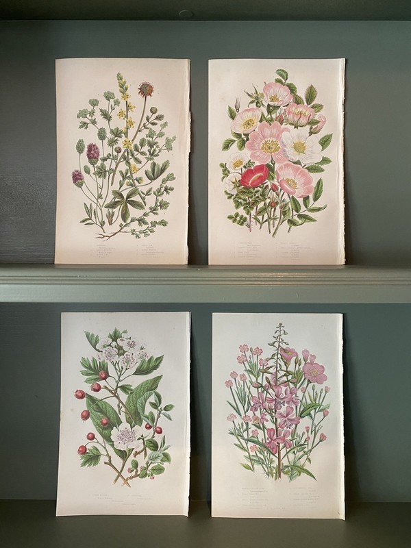 Set of 4 x Medium Size Original Vintage Botanical Illustrations - 1890 6 X 9inch