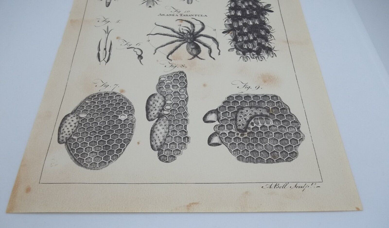 Antique Engraving Print Tarantula Hornet 18th -19th Century Andrew Bell Original gallery