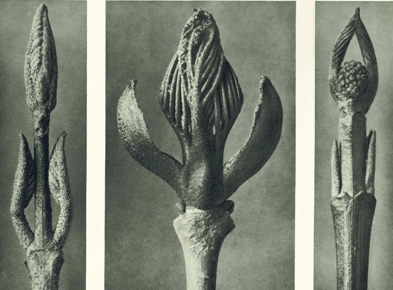1929 FLOWERING ASH & DOGWOOD Print - Karl Blossfeldt - Plant - 9.5 x 12 Inches gallery