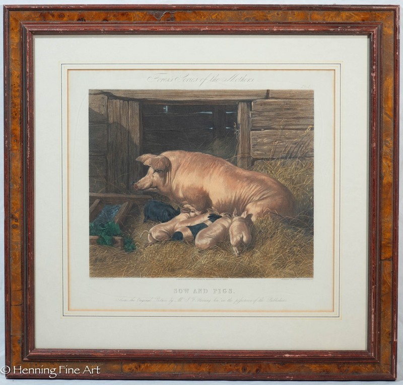 Antique Engraving Baby Pigs with Mother, English 1855, Fine Burl Frame 20×21″