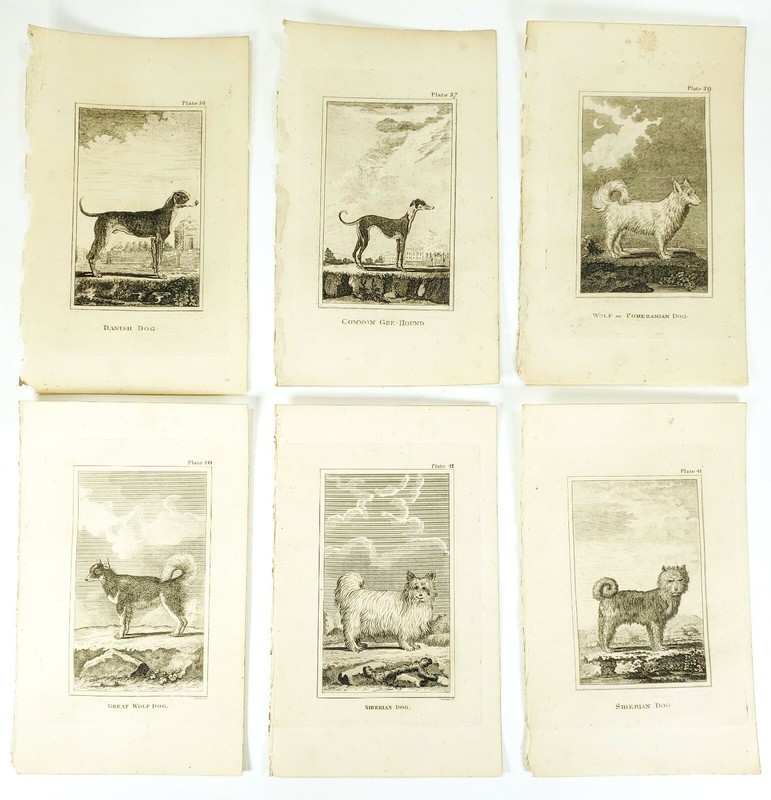 6 Antique Engravings ANDREW BELL 1726-1809 Natural History Dog Series