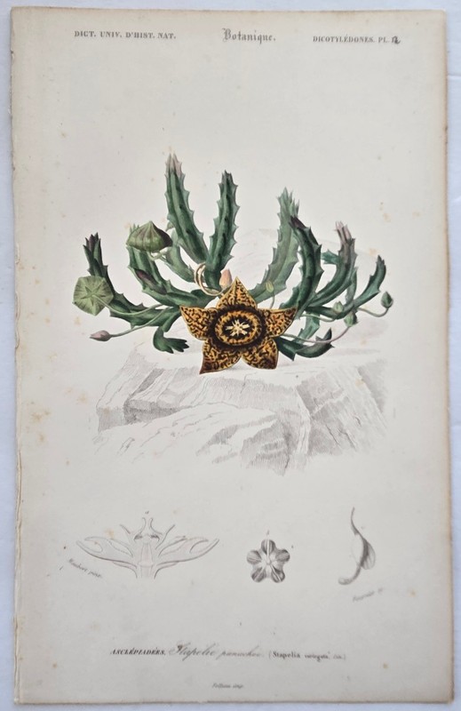Rare 1849 d’Orbigny Antique Carrion Flower/Stateline Variegata Plant H/C Engrav