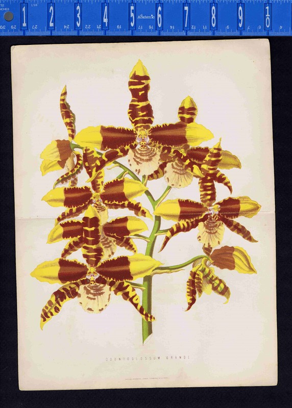 ODONTOGLOSSUM GRANDE-Orchid- Mackenzie Chromolithograph 1875