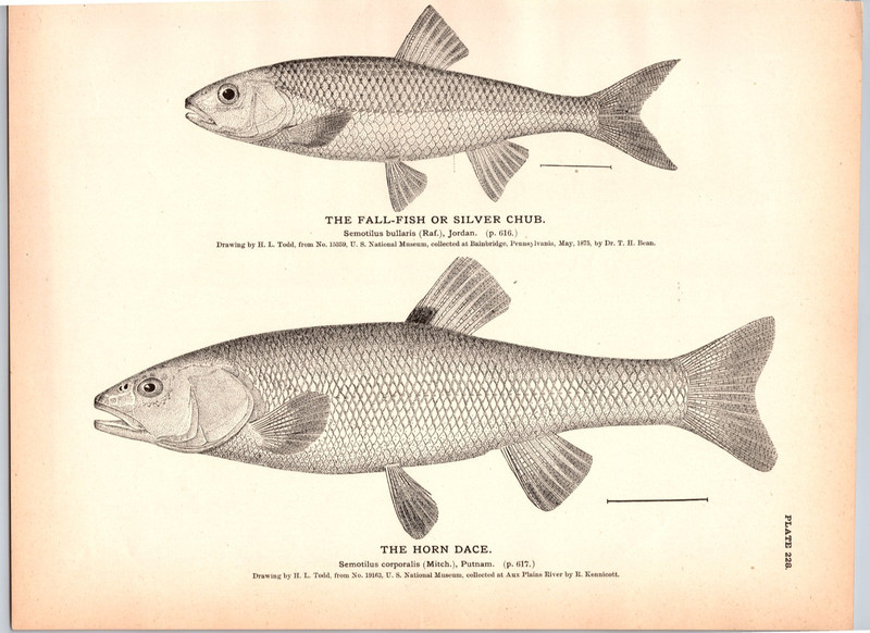 1884 Fish Print, Fall Fish or Silver Chub, Horn Dace, Vintage Print