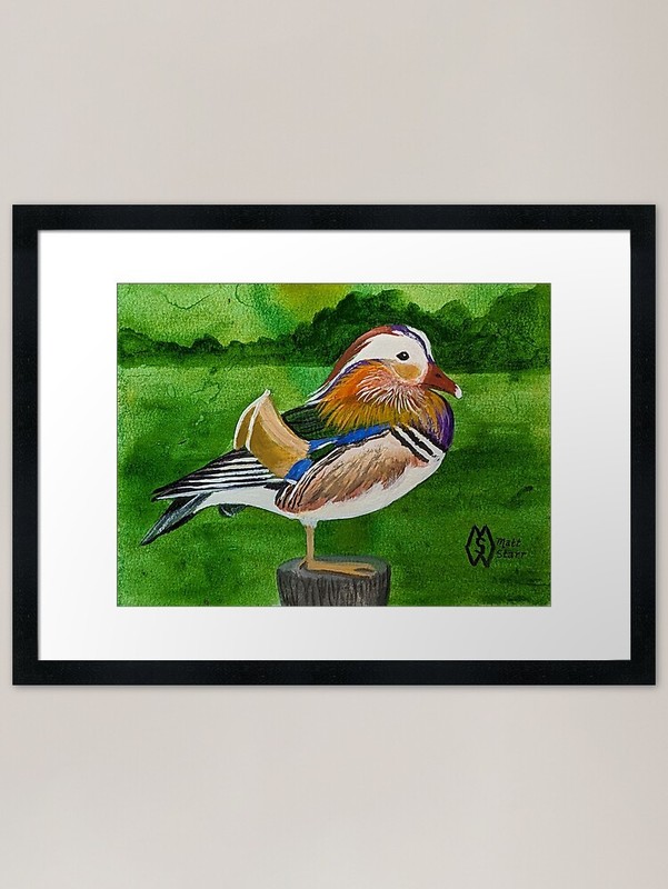 Mandarin duck in the marsh Framed A Framed Wall Art Poster Canvas Print Picture
