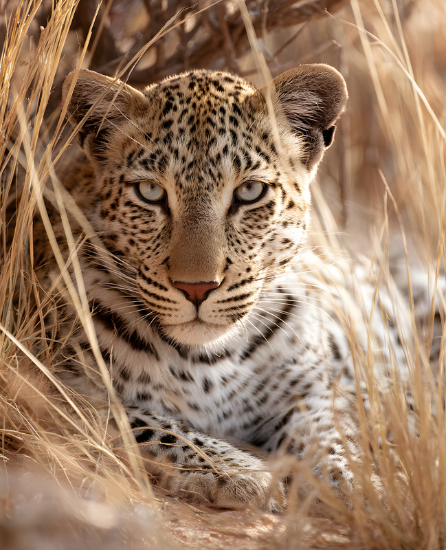 8×10 Wildlife Nature Animal Art Print – 544636382