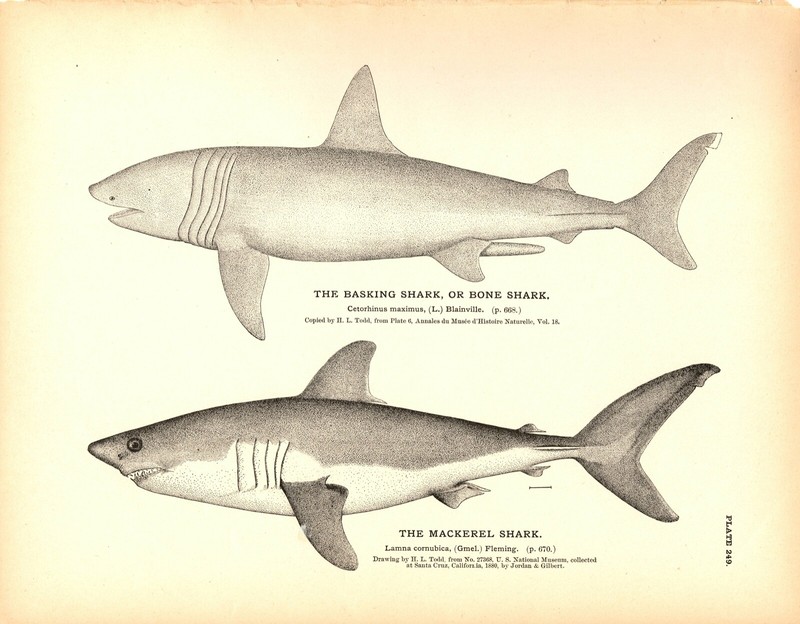 Rare 1884 Antique Fish Print Engraving ~ Basking & Mackerel (Great White) Shark