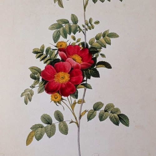 Redouté ALPINA DIABETES ROSES Botanical Flower Art Book Plate Illustration 149