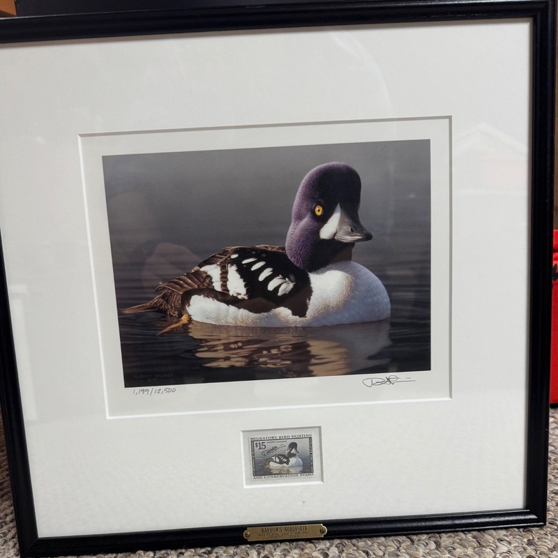 1998 Barrow’s Goldeneye Federal Duck Stamp Print – Black Frame