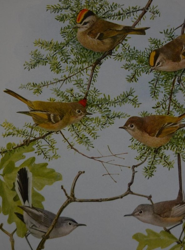 Antique Bird Art Ornithology Birds of New York Ruby Crowned Kinglet 1923 History gallery