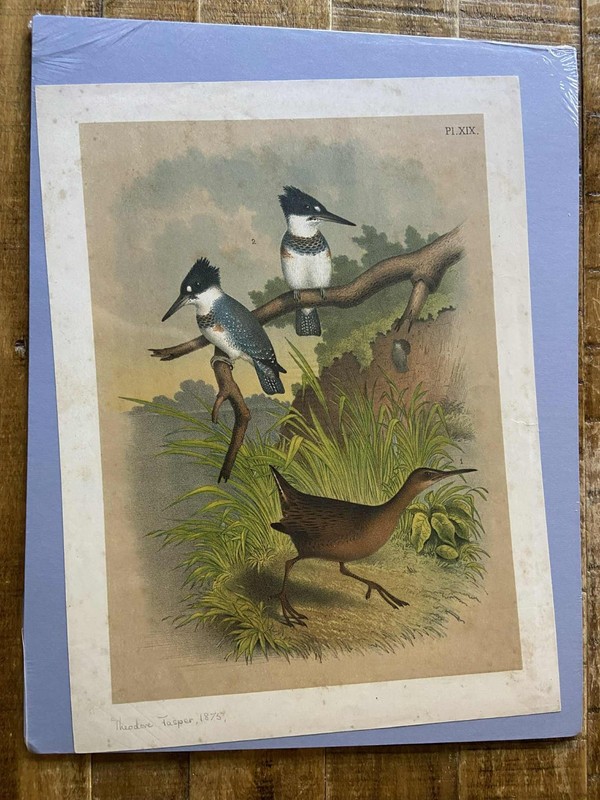 Theodore Jasper - Print from "Birds of North America" - Late 1800's - PL. XIX