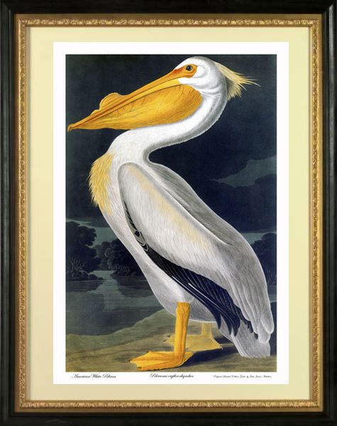 Audubon White Pelican 30x44 Hand Numbered Edition Fine Art
