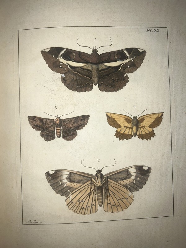 1770 Dru Drury Extremely Rare Hand Colored Tropical Insect Butterflies Moths #20 gallery