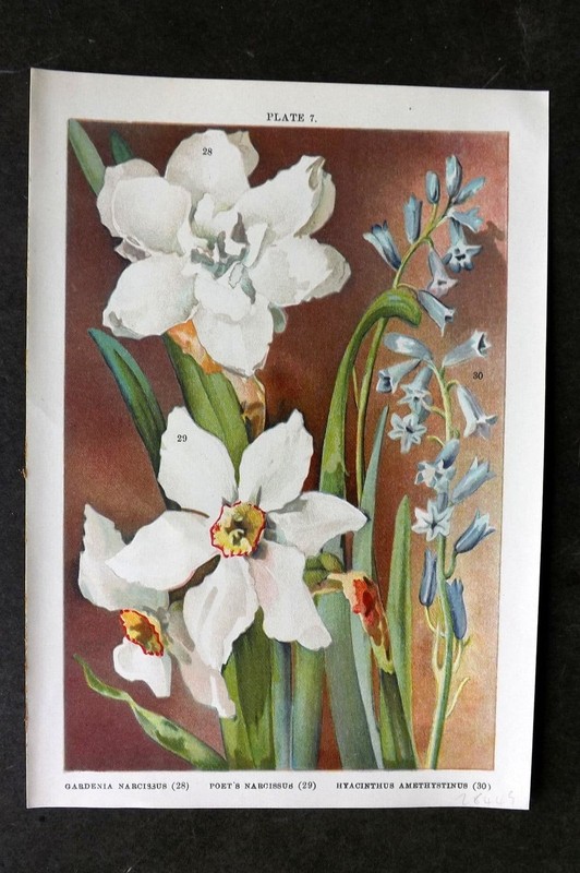 Weathers 1905 Botanical. Gardenia & Poet’s Narcissus, Hyacinthus Amethystinus 07