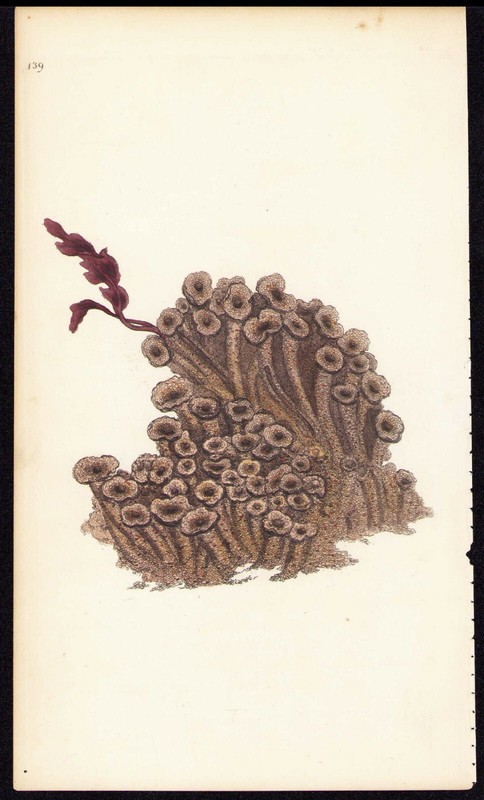 1800 Edward Donovan History of British Shells Antique Print Sand Shell