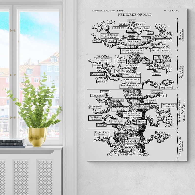 19th Century Haeckel Pedigree of Man – Evolutionary Tree of Life Art Print