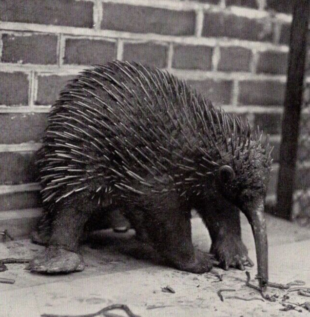 SPINY ANTEATER – Echidna Mammal Antique Print Lithograph Engraving 1900 W Video