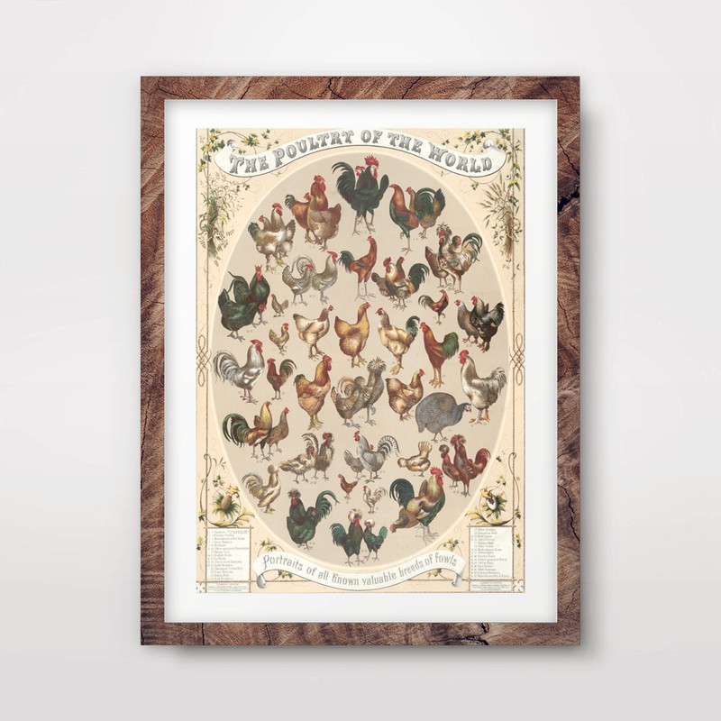VINTAGE FARM ANIMALS CHICKENS CHART ART PRINT Agriculture Poster Wall Picture