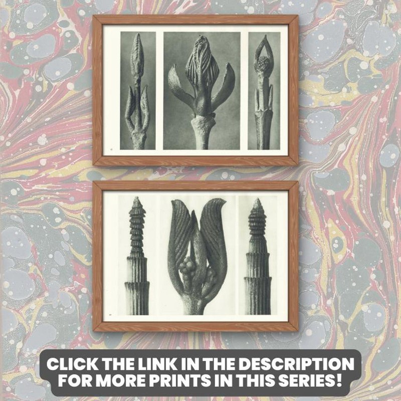 1929 WHITE BRIONY LEAF Plant Study Print - Karl Blossfeldt - 9.5 x 12 Inches gallery