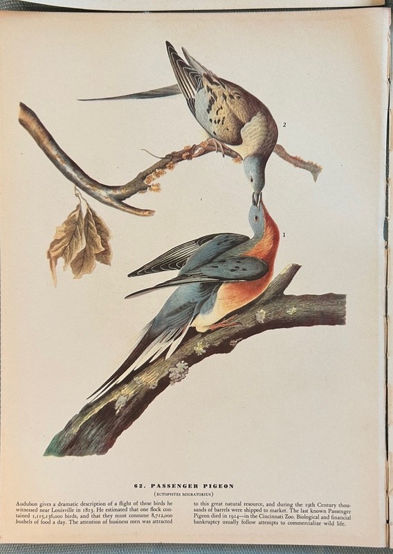 Vintage Audubon Birds of America Book Plates LOT of 6 Mixed Birds Pages 12 x 9 gallery