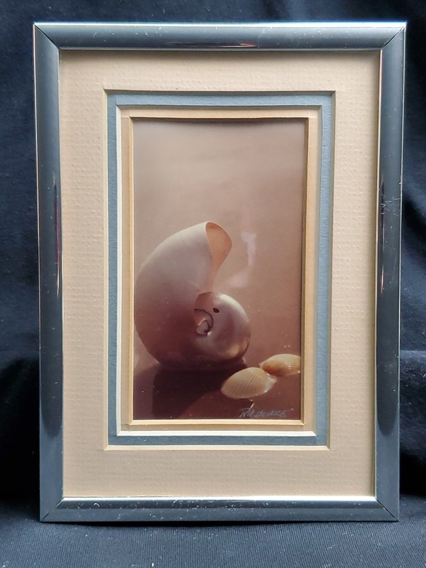 Ruth Burke Original Photo Nautilus Sea Shells Seabrook TX Signed Framed Art gallery
