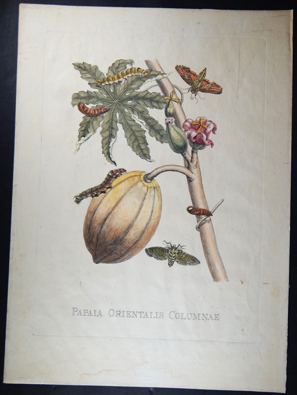 MARIA SIBYLLA MERIAN PLATE 64 1771 DESNOS STATE 1800s PAPAYA TREE ENGRAVED PRINT