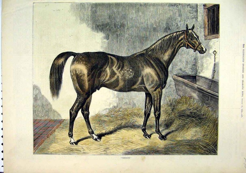 Original Old Antique Print 1874 Beautiful Sepia Horse Venison Stable Bed 19th