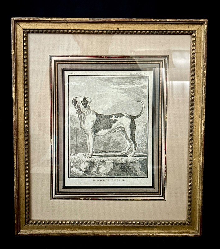 6 Antique French Jacques de Seve (1742- 1788) Naturalist Dog Etchings/Engraving gallery