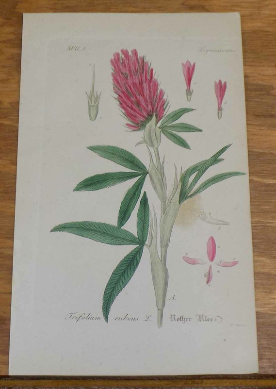 1845 Antique COLOR Print, Plants/Flowers/RED FEATHER CLOVER, or, TRIFOLIUM RUBEN