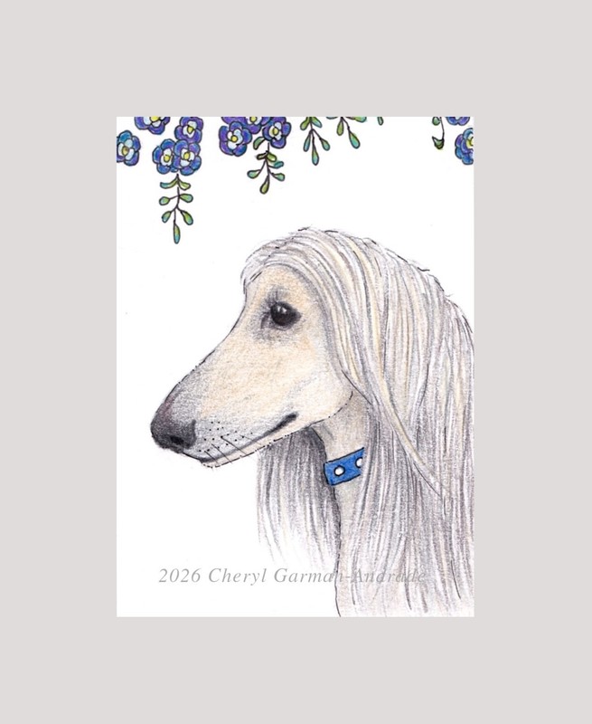 ACEO Print Afghan Hound Dog Pet Portrait Illustration by Cheryl Andrade