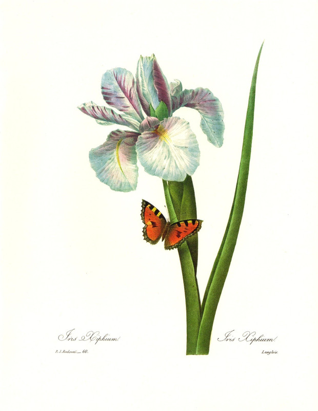 1991 Vintage REDOUTE FLOWER 60 «SPANISH IRIS XIPHIUM, BUTTERFLY» Color Art Print