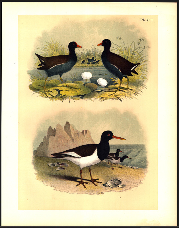 OYSTER CATCHER & FLORIDA GALLINULE Jasper Antique Bird Color Lithograph 1895