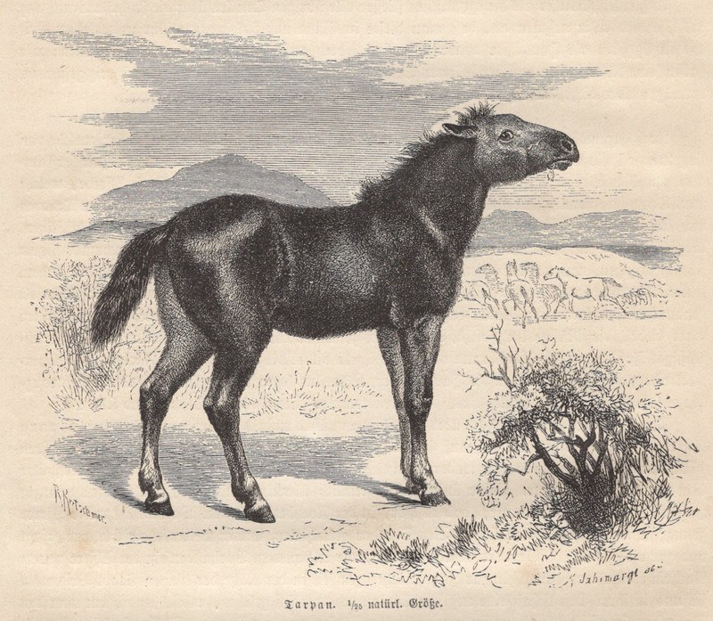 1877 Brehms Thierleben Wood Engraving Extinct Tarpan Original Book Print Antique