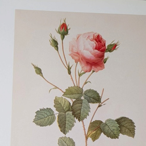 Redouté ROSA CENTIFOLIA ROSES Botanical Flower Art Book Plate Illustration 115 gallery