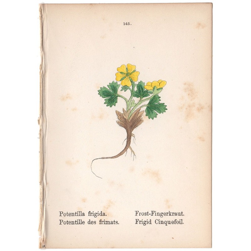 1879 antique botanical print hand-colored lithograph 145 Frigid Cinquefoil