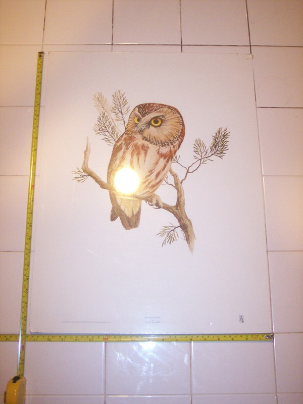 «SAW-WHET OWL» BY MORT SOLBERG 18″ by 22″ VINTAGE PRINT Haddads FINE ART 1980
