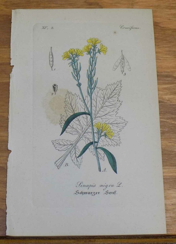 1845 Antique COLOR Print, Plants/Flowers/BLACK MUSTARD, or, LINAPIS NIGRA