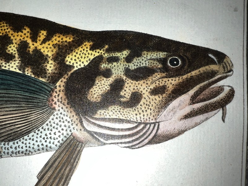 1st ED BLOCH OBLONG FOLIO H/C RARE FISH The Burbot 70